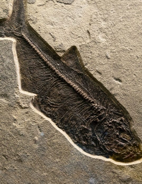 The fossilised imprint of a prehistoric fish, in rock.