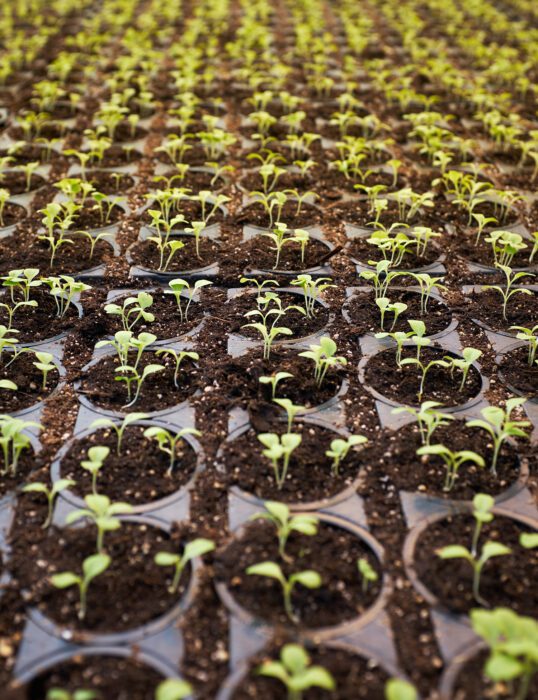 Many rows of seedlings planted in soil.