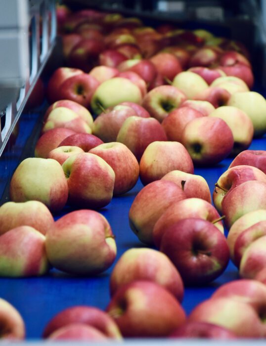 A conveyor belt of apples.