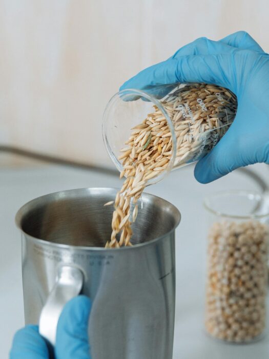A technician in a lab wearing gloves pours rice from a beaker into a cup.