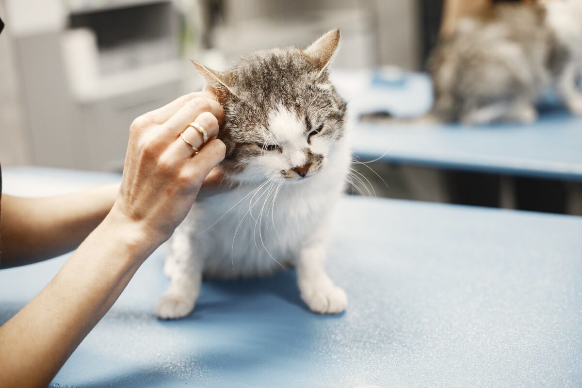 Morgan checking over a cat, on a vet's table.