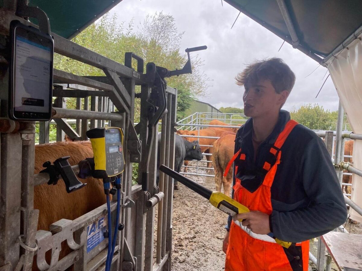 Joseph working in a cow shed.
