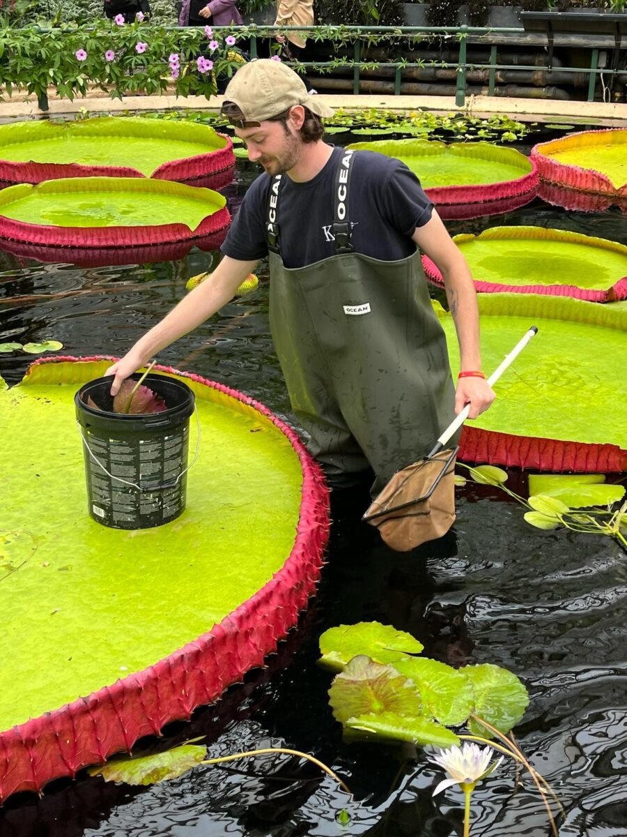 Charlie Foster in his waders, tending to the Amazonian giant waterlilies.