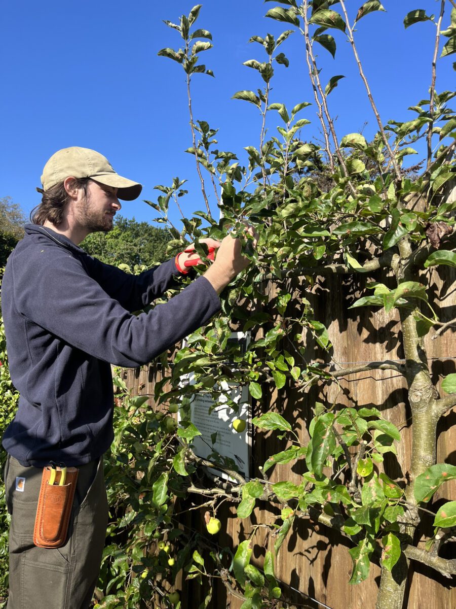Charlie Foster pruning some shrubbery.