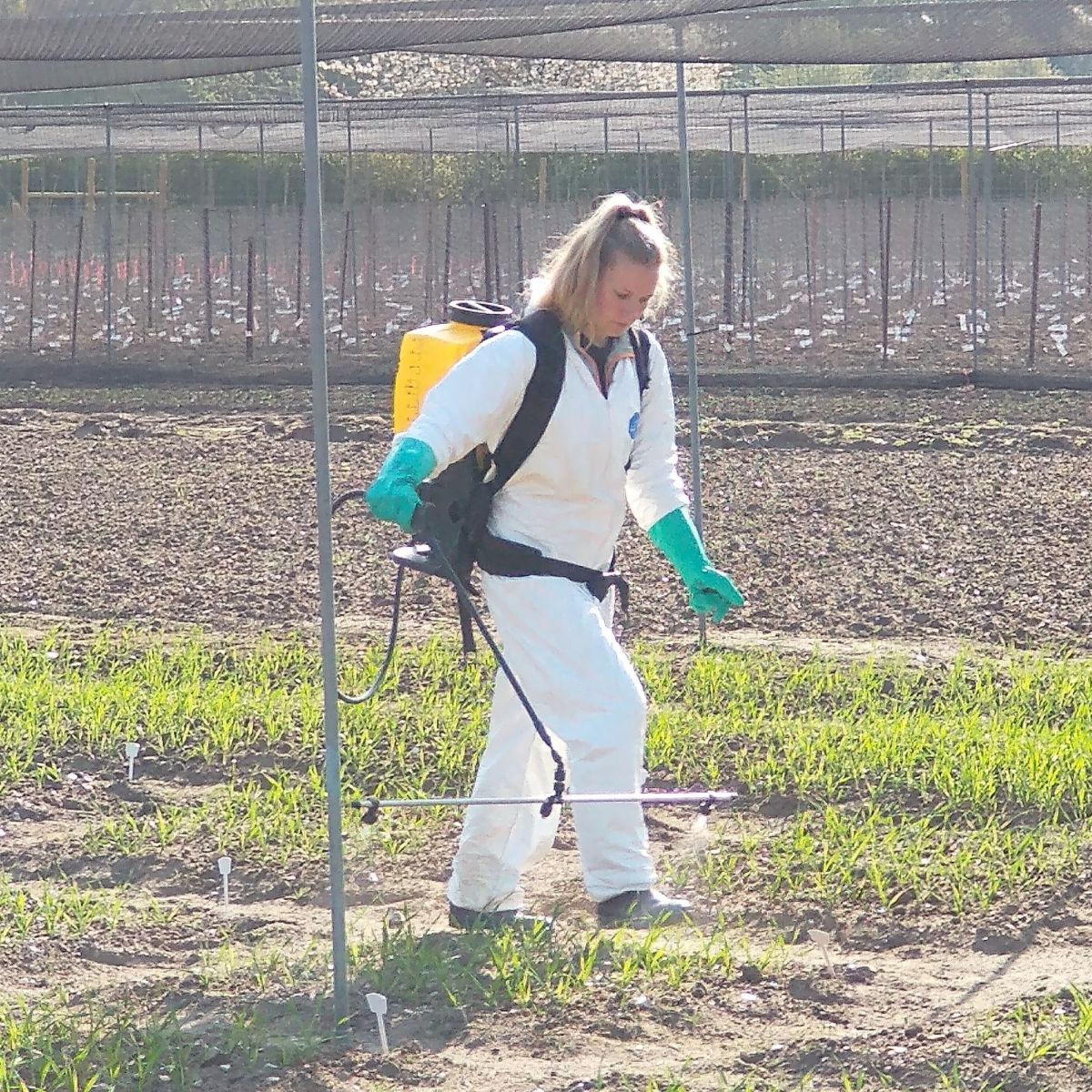 Rebecca spraying test crops on the farm, wearing a clean suit, gloves, and a backpack pressure sprayer.
