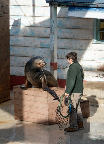 Young man looking after sealion