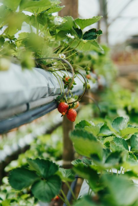 Strawberries growing via aquaponics