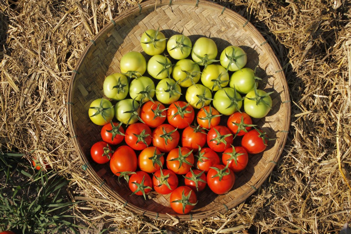 Basket of green and red tomatoes