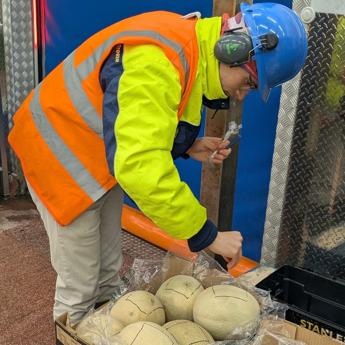 Food Science Technician William in the factory wearing a hi-vis jacket, hard hat and ear defenders, inserting a probe into a melon.